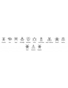 Zig Zag - Multinsetto... 2