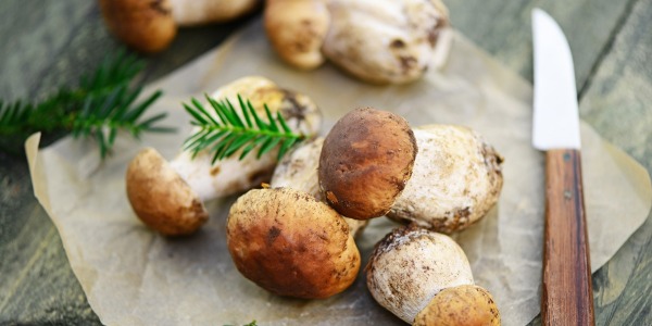 Funghi commestibili, proprietà e sapori per la tua cucina!